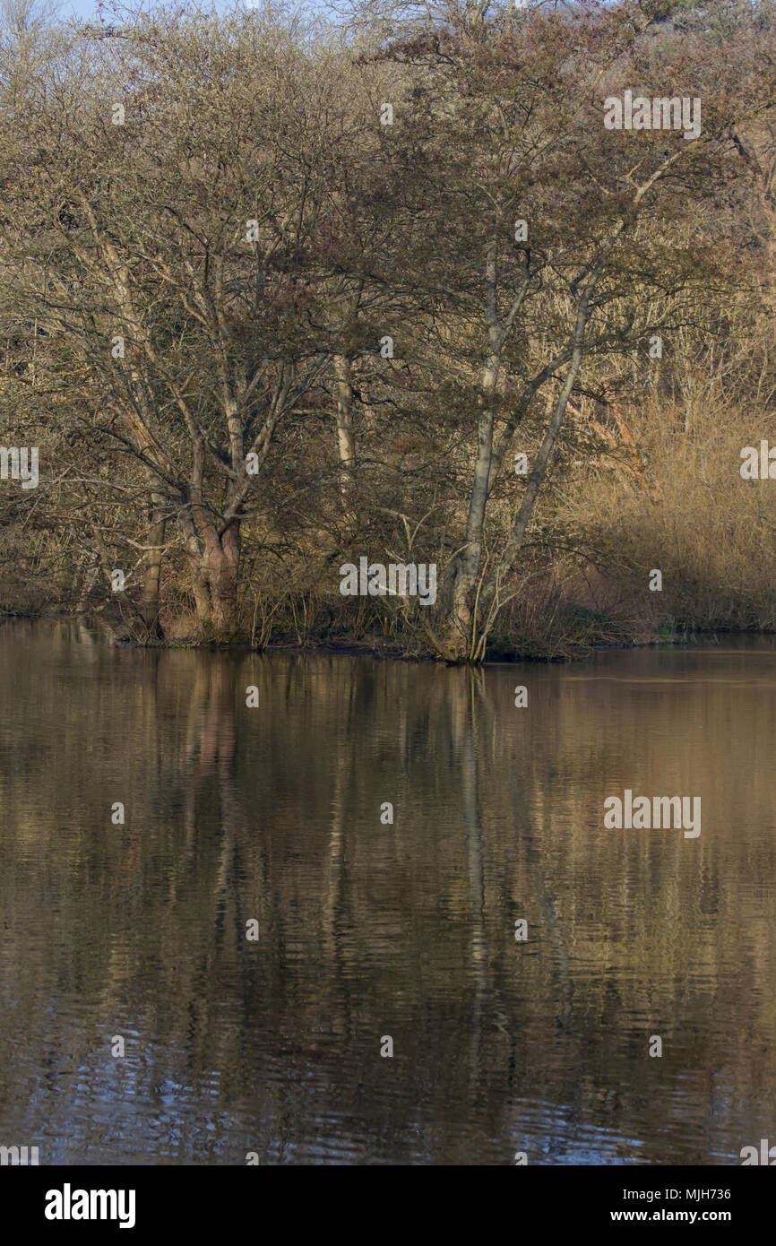 Photo de paysage d'arbres avec des reflets dans l'eau un jour de printemps Banque D'Images