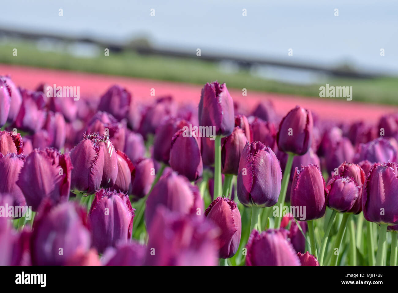Tulipe rose et violet Banque D'Images