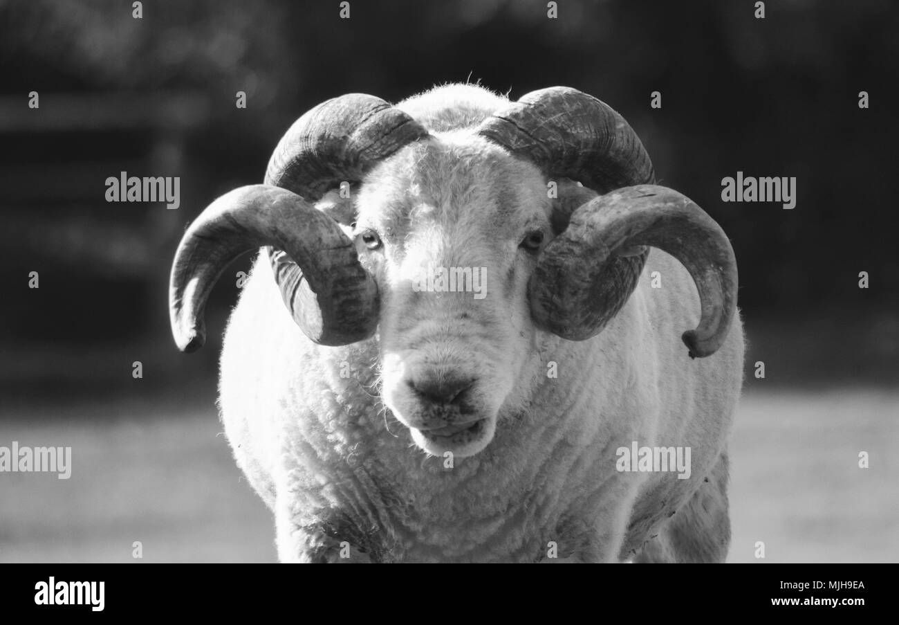 Portrait monochrome d'ovins à Wiltshire Banque D'Images