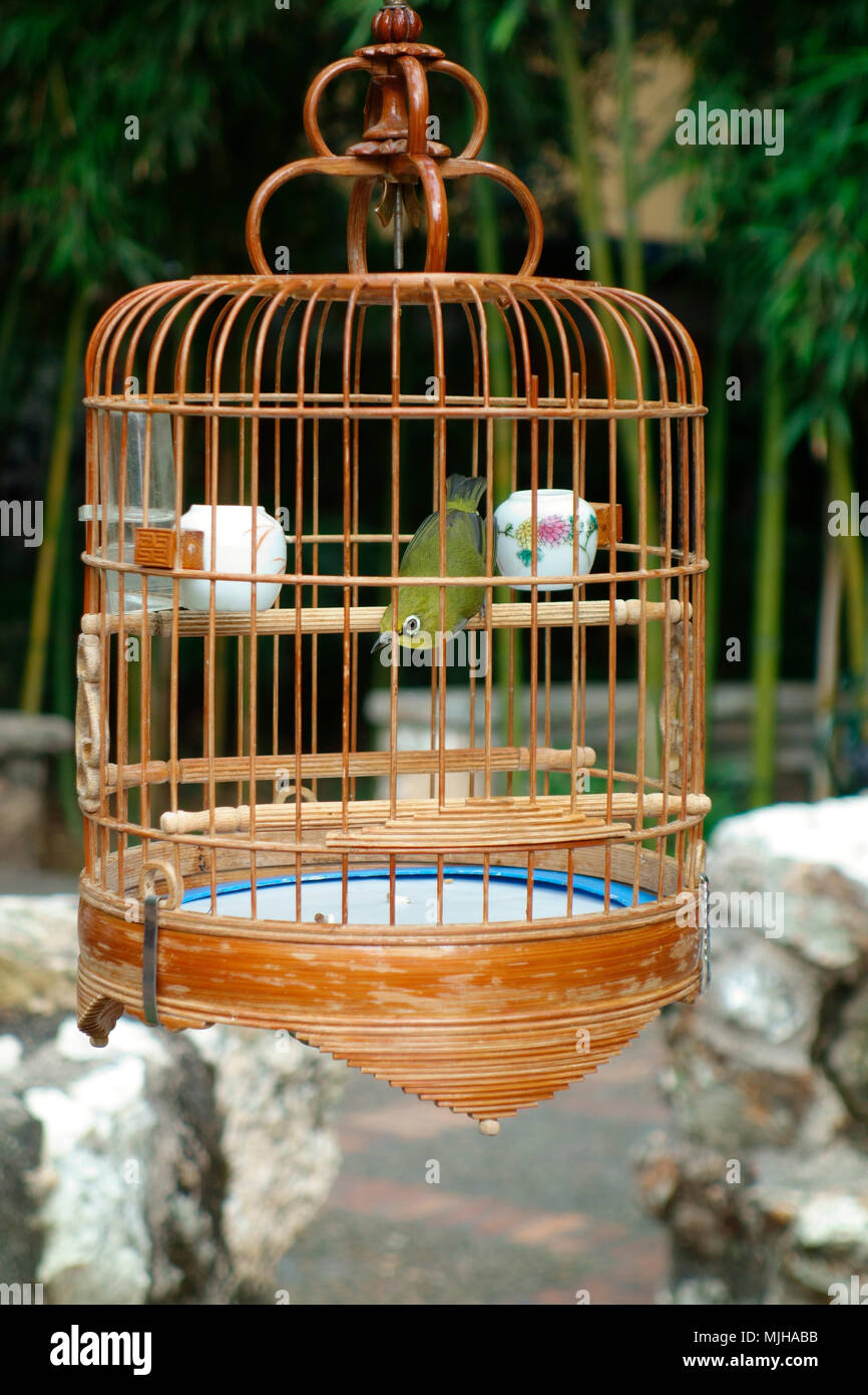 Petit Oiseau Jaune Vert Dans Une Cage En Bois Lou Lim