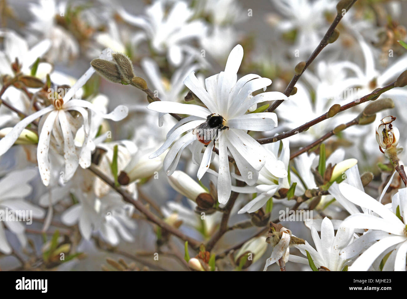 Nom commun de bourdon à queue rouge bourdon très proche de star sur magnolia blossom nom Latin bombus lapidarius au printemps Banque D'Images