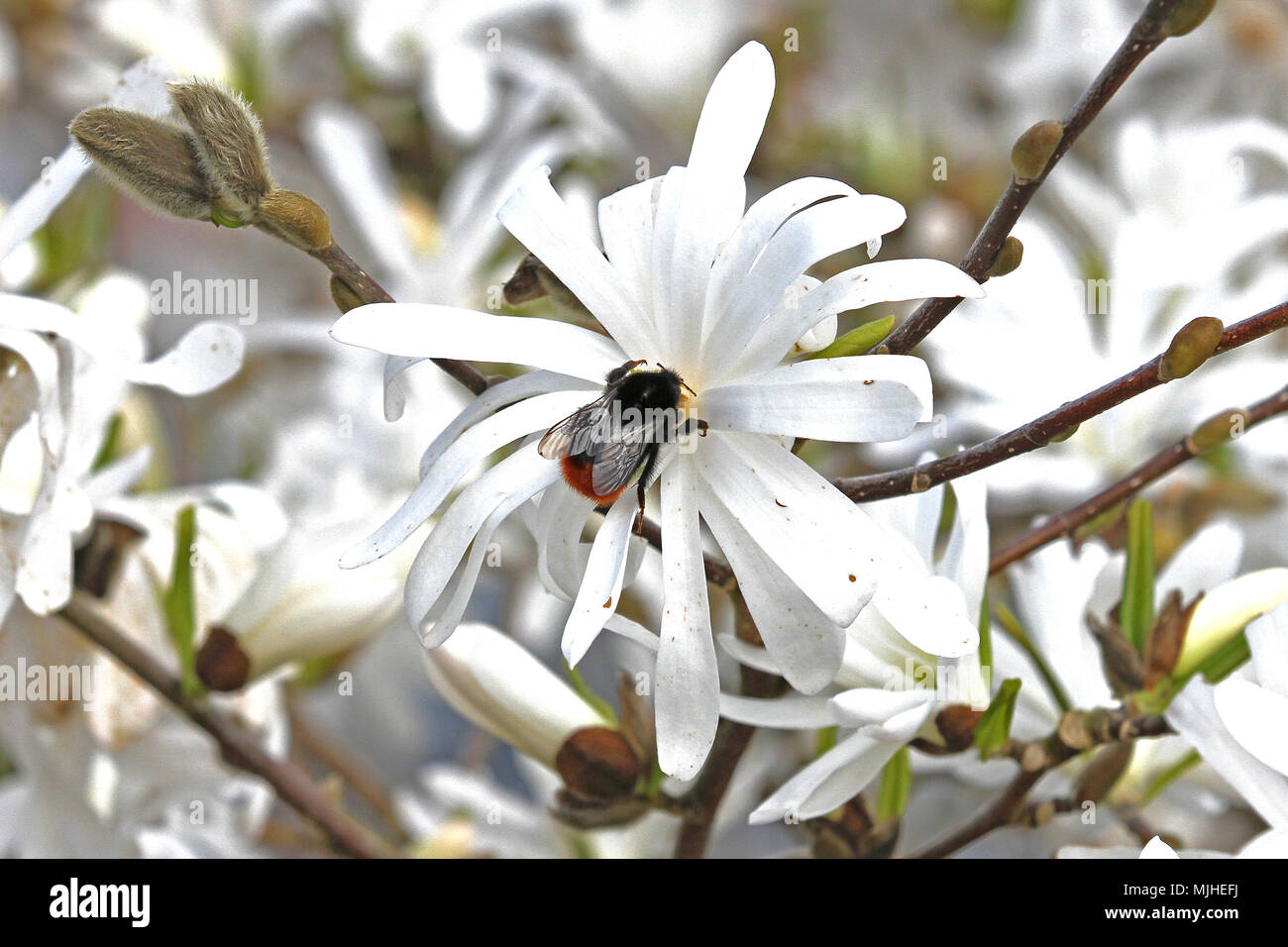 Nom commun de bourdon à queue rouge bourdon très proche de star sur magnolia blossom nom Latin bombus lapidarius au printemps Banque D'Images
