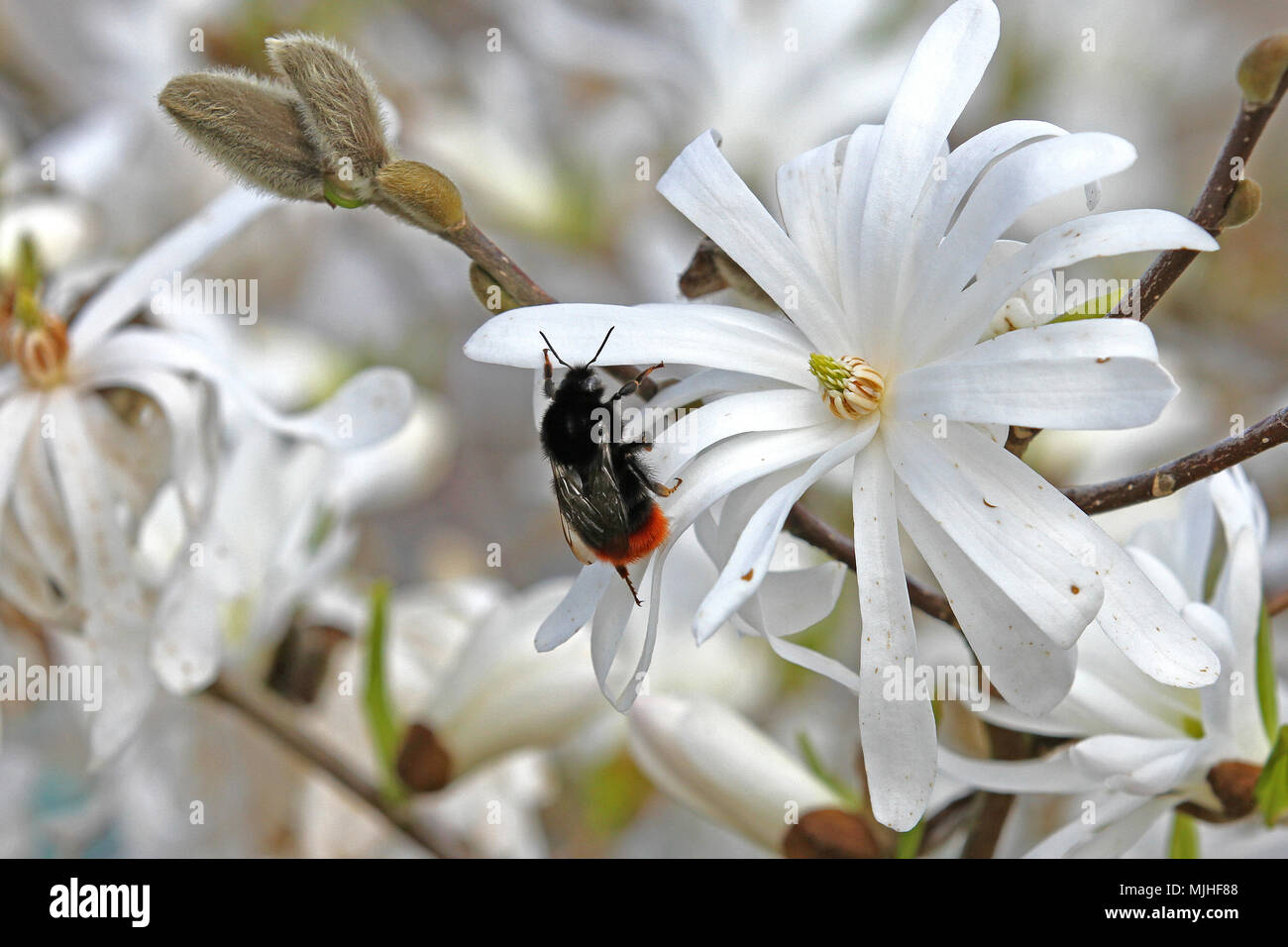 Nom commun de bourdon à queue rouge bourdon très proche de star sur magnolia blossom nom Latin bombus lapidarius au printemps Banque D'Images