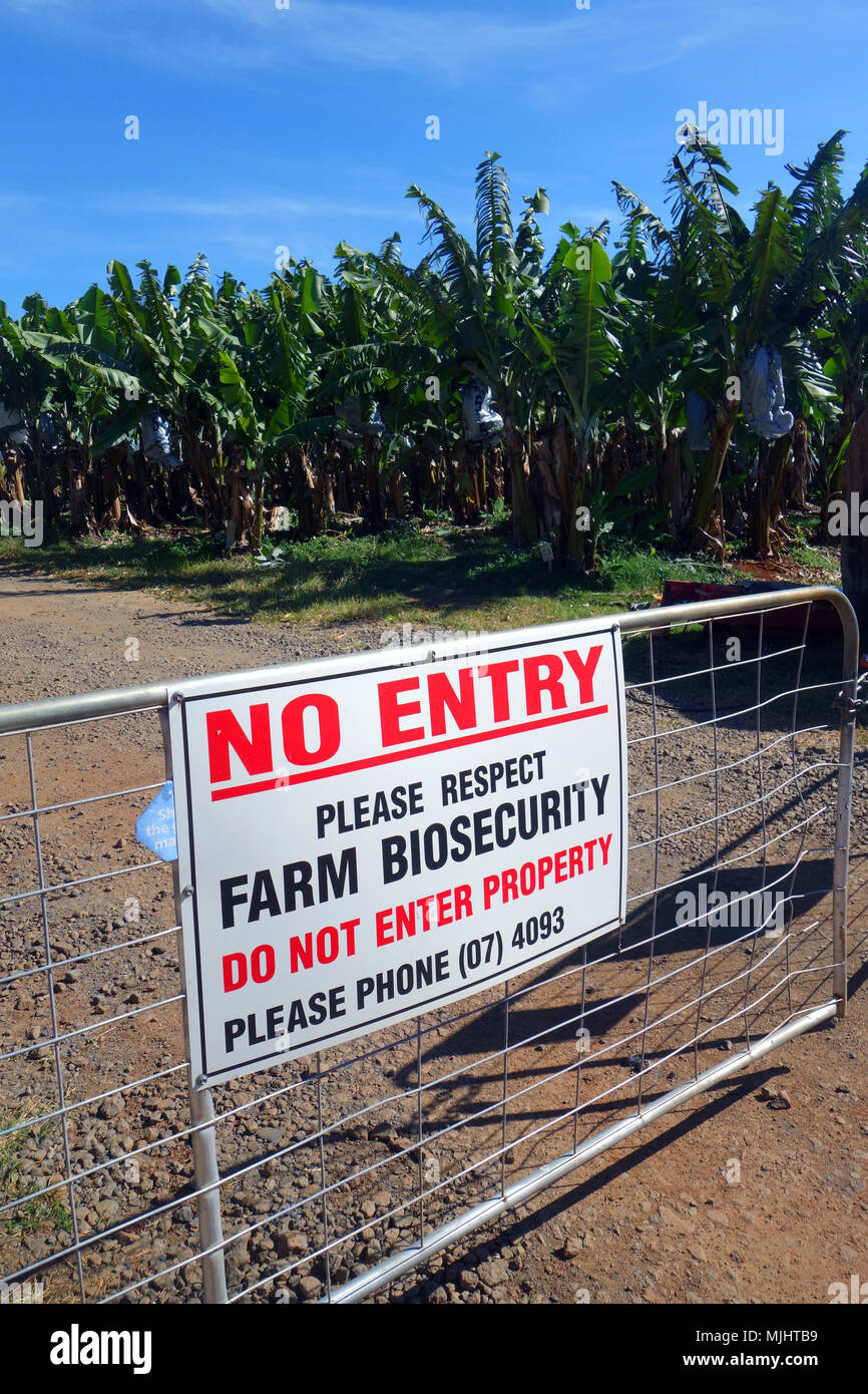 Signe de la biosécurité sur la ferme de bananes au milieu de Panama et la mosaïque des problèmes de virus, près de Mareeba, Queensland, Australie. Pas de PR Banque D'Images
