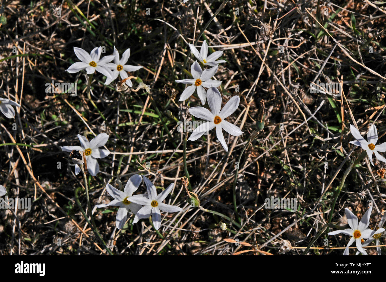 Close up of Narcissus serotinus sauvages dans la campagne de Chypre Banque D'Images