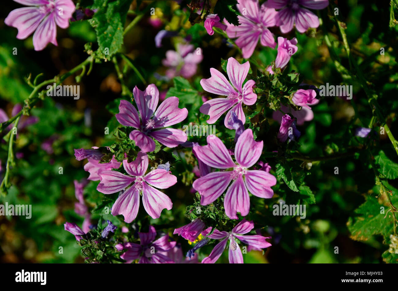 Close up Lavatera arborea Tree Mallow sauvages dans la campagne de Chypre Banque D'Images