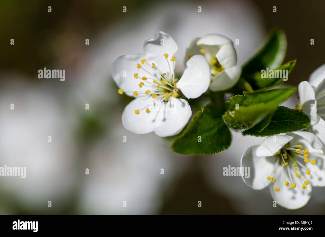 Un prunier fleurit au début du printemps.branche avec des fleurs de prunier sauvage en gros plan fleurs jardin Banque D'Images