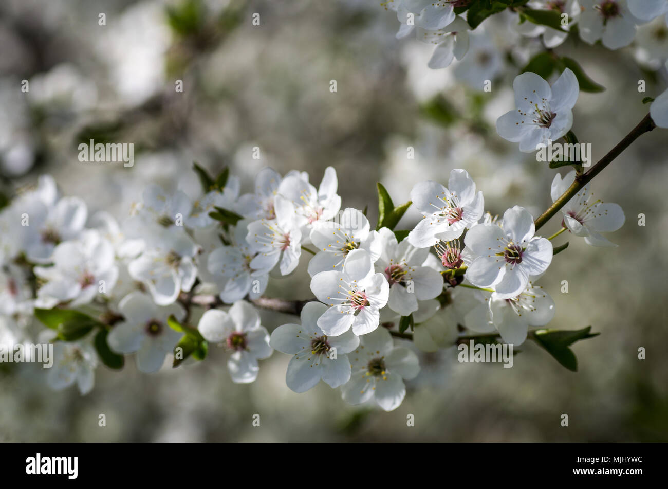 Un prunier fleurit au début du printemps.branche avec des fleurs de prunier sauvage en gros plan fleurs jardin Banque D'Images