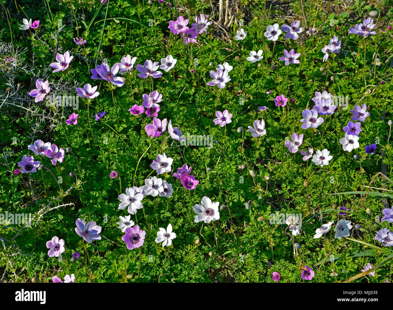 De près de l'anémone anémone coronaria pavot sauvage de plus en plus dans la campagne de Chypre Banque D'Images