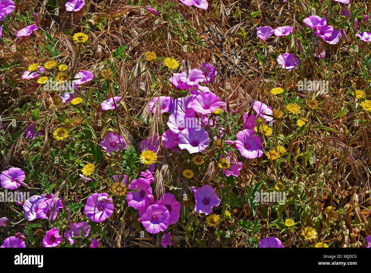 Convolvulus althaeoides de sauvages dans la campagne de Chypre Banque D'Images