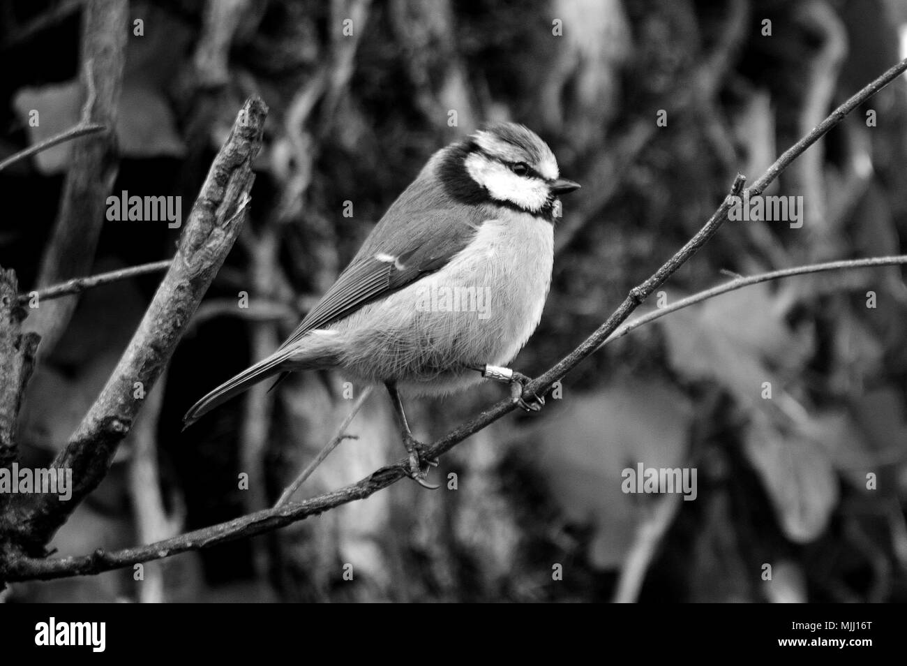 Oiseau Mésange bleue Banque D'Images