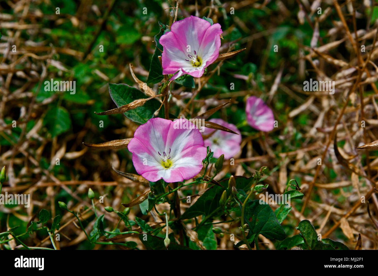 Close up of Convolvulus arvensis sauvages dans la campagne de Chypre Banque D'Images