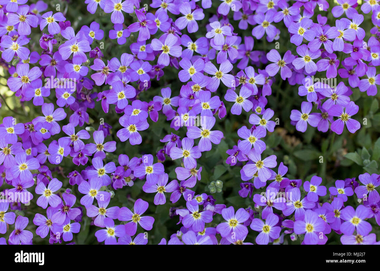 Belle purple Aubrieta (communément appelé Aubretia) fleurit au soleil et en cascade sur les rochers dans un jardin anglais Banque D'Images