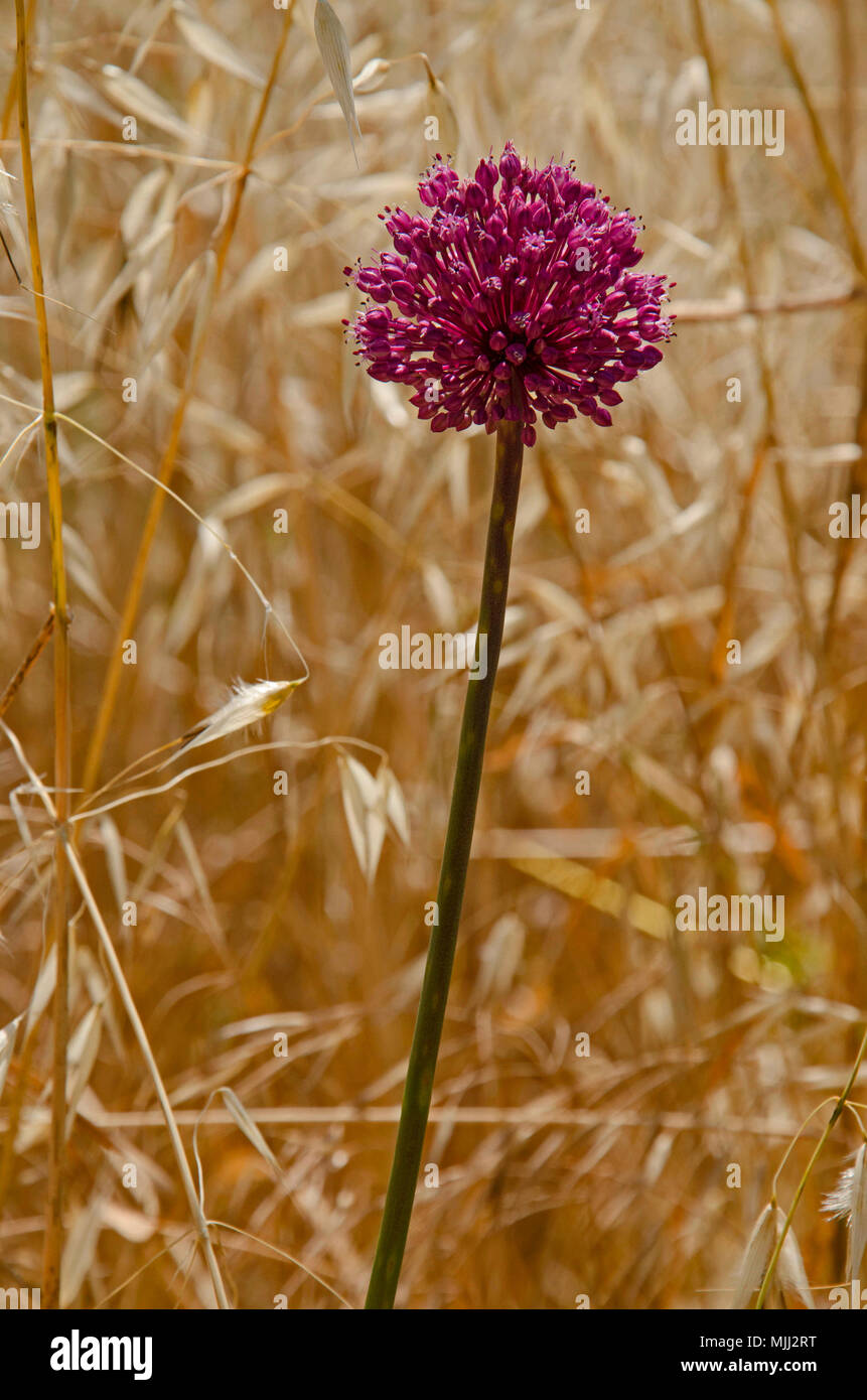 Une saucisse végétarienne traditionnelle galloise de poireau sauvage qui poussent à l'état sauvage dans un cornfiled dans la campagne de Chypre Banque D'Images