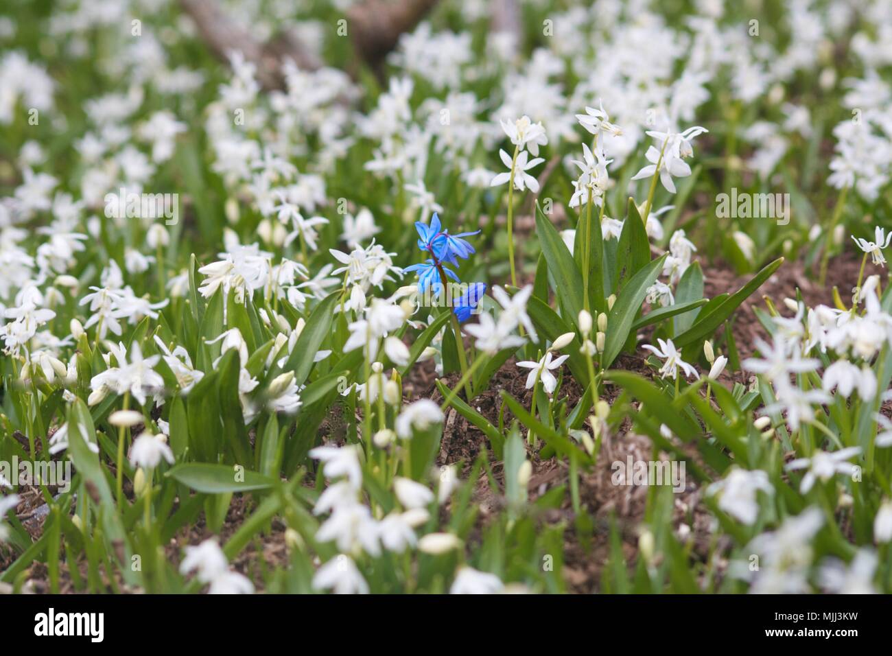 Bluebell unique parmi beaucoup de fleurs blanches et d'herbe au printemps Banque D'Images