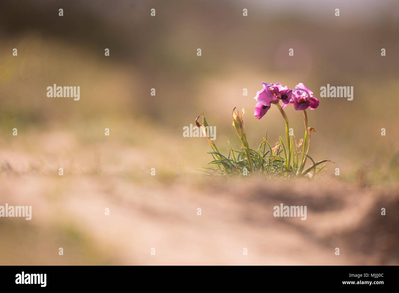 (Iris Iris Negev mariae Barbey) photographié dans le désert du Néguev, Israël en mars Banque D'Images