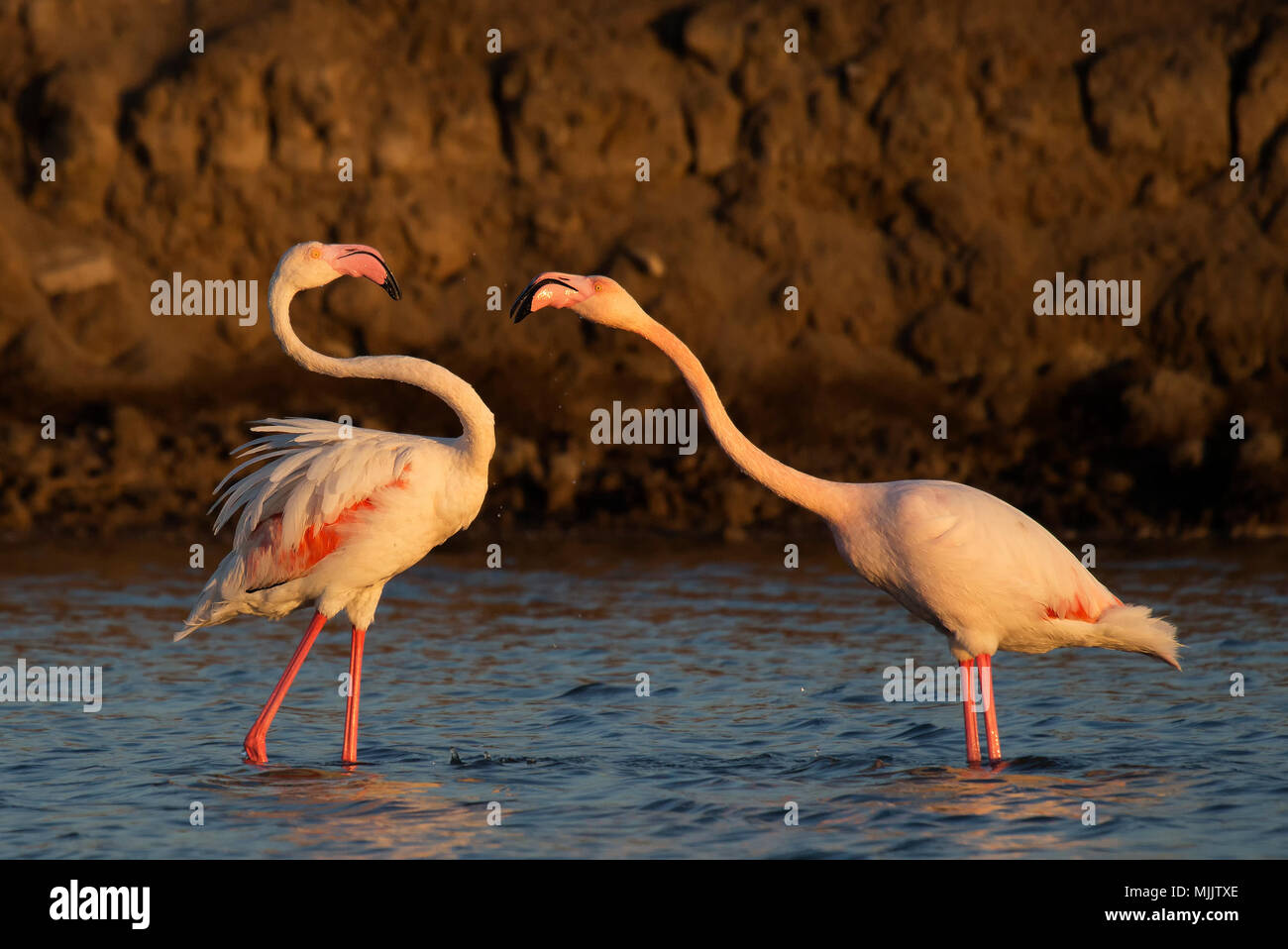 Soir Exercice de Flamingo Banque D'Images