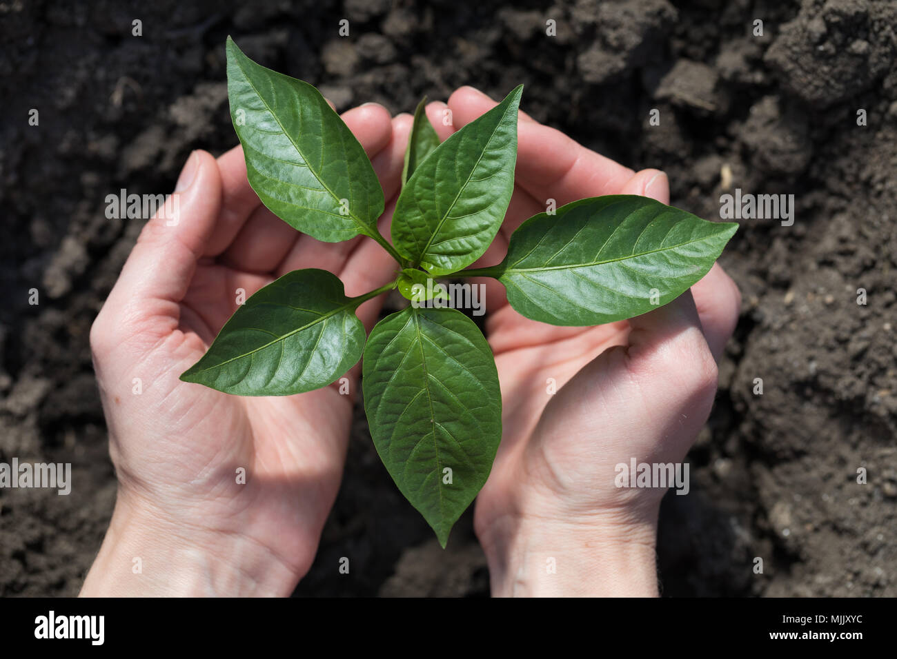 Travailler dans le jardin : poivre plantées dans la terre, vue d'en haut Banque D'Images