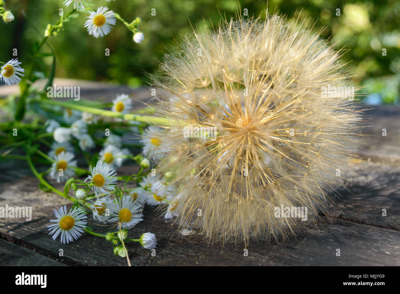 Fleur séchée à l'air sous la forme de parapluies (similaire au pissenlit) et les marguerites sur une table en bois. Banque D'Images