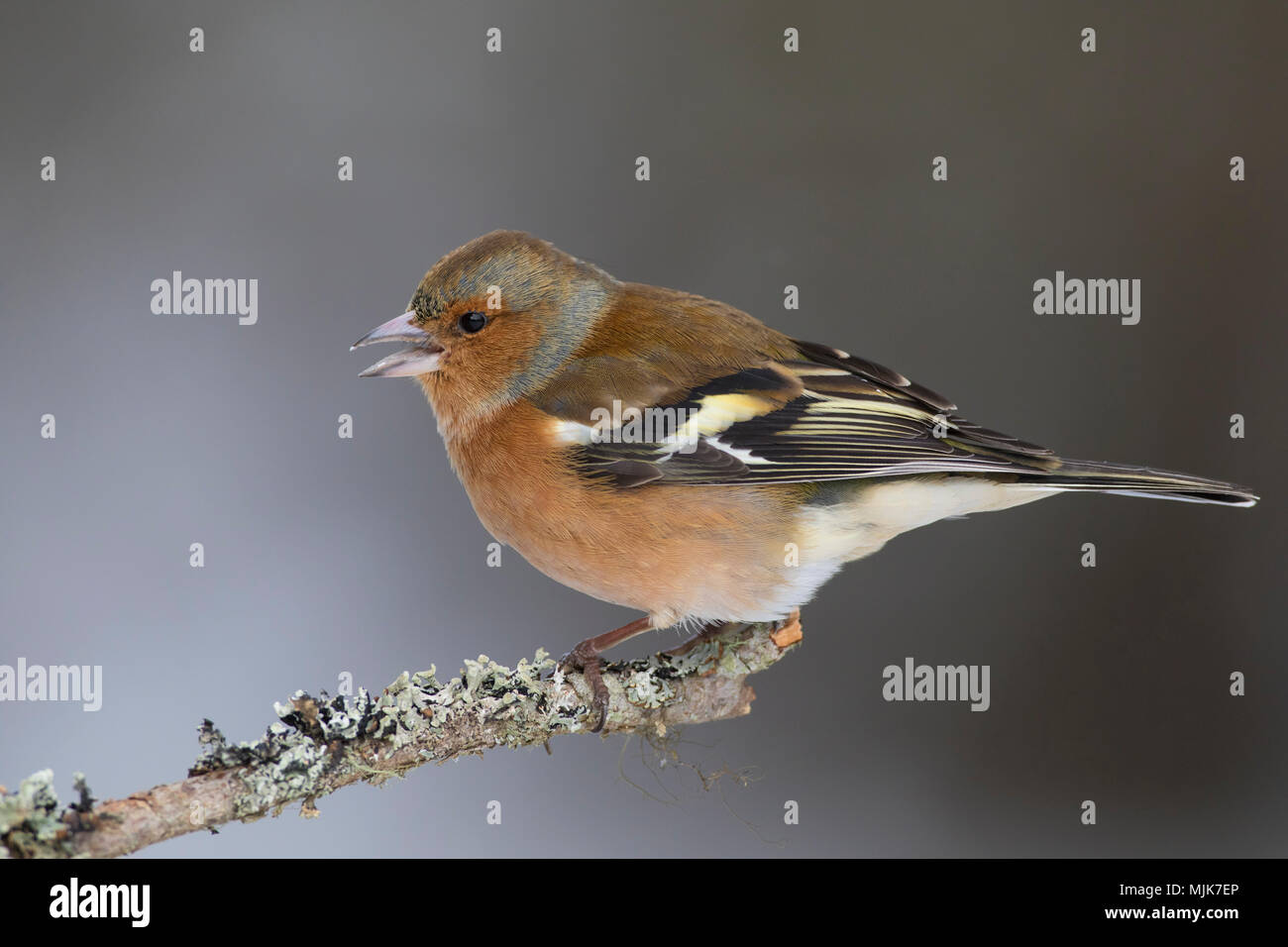 Common Chaffinch (Fringilla coelebs) mâle perché sur une branche en hiver Banque D'Images