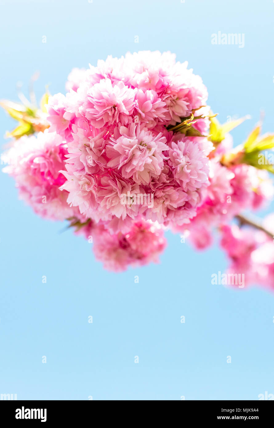 Belle fleur de cerisier en fleurs fleurs dans le soleil d'été contre un ciel bleu dans un jardin anglais au Royaume-Uni Banque D'Images