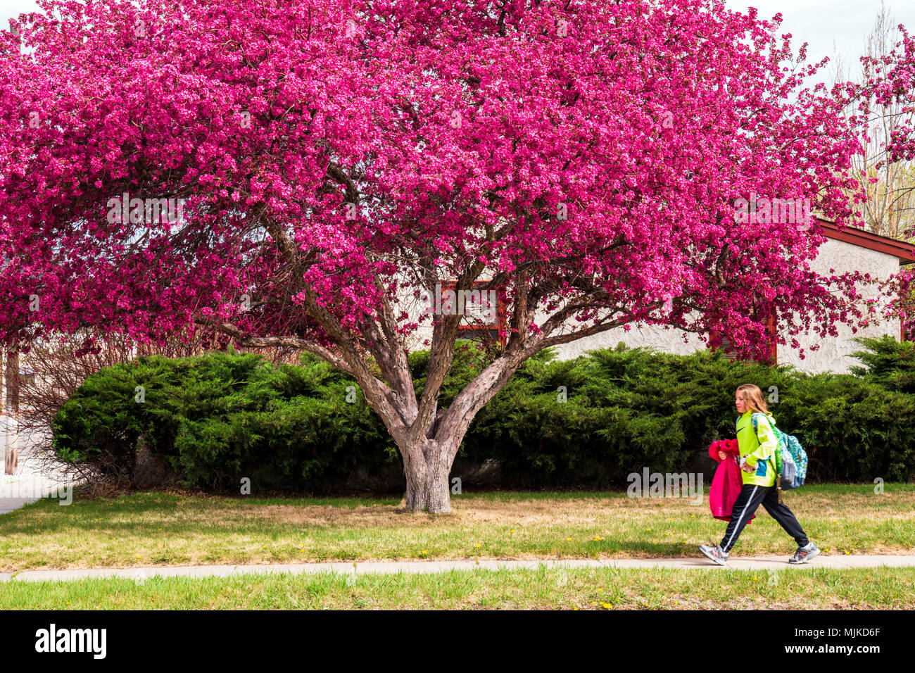 Enfant de l'école primaire à la maison de l'école ; pommetier en pleine floraison printanière rose ; Salida Colorado ; USA ; Banque D'Images