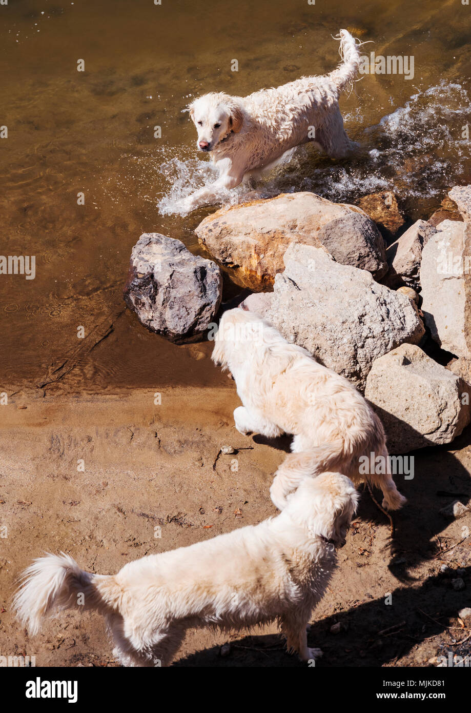 Chiens Golden Retriever de couleur platine jouant dans la rivière Arkansas, Salida, Colorado, USA Banque D'Images