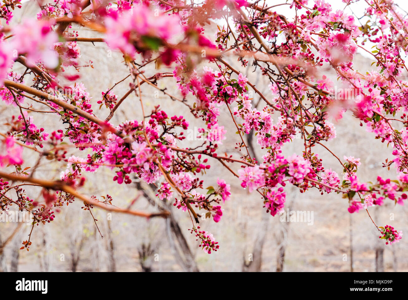 Pommetier en pleine floraison printanière rose ; Salida Colorado ; USA ; Banque D'Images