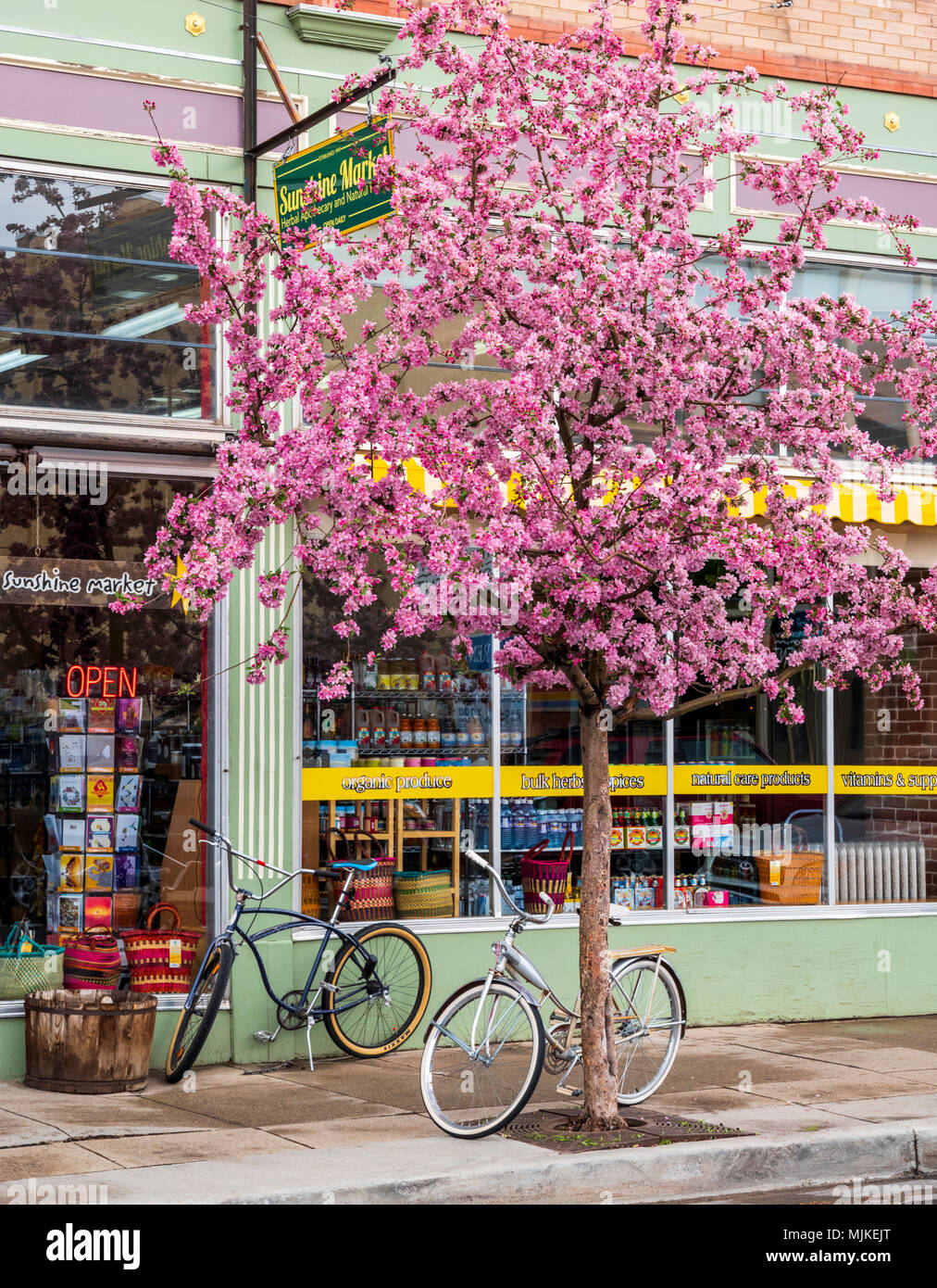 Pommetier en pleine floraison printanière rose ; Soleil ; marché ; Salida Colorado ; USA Banque D'Images