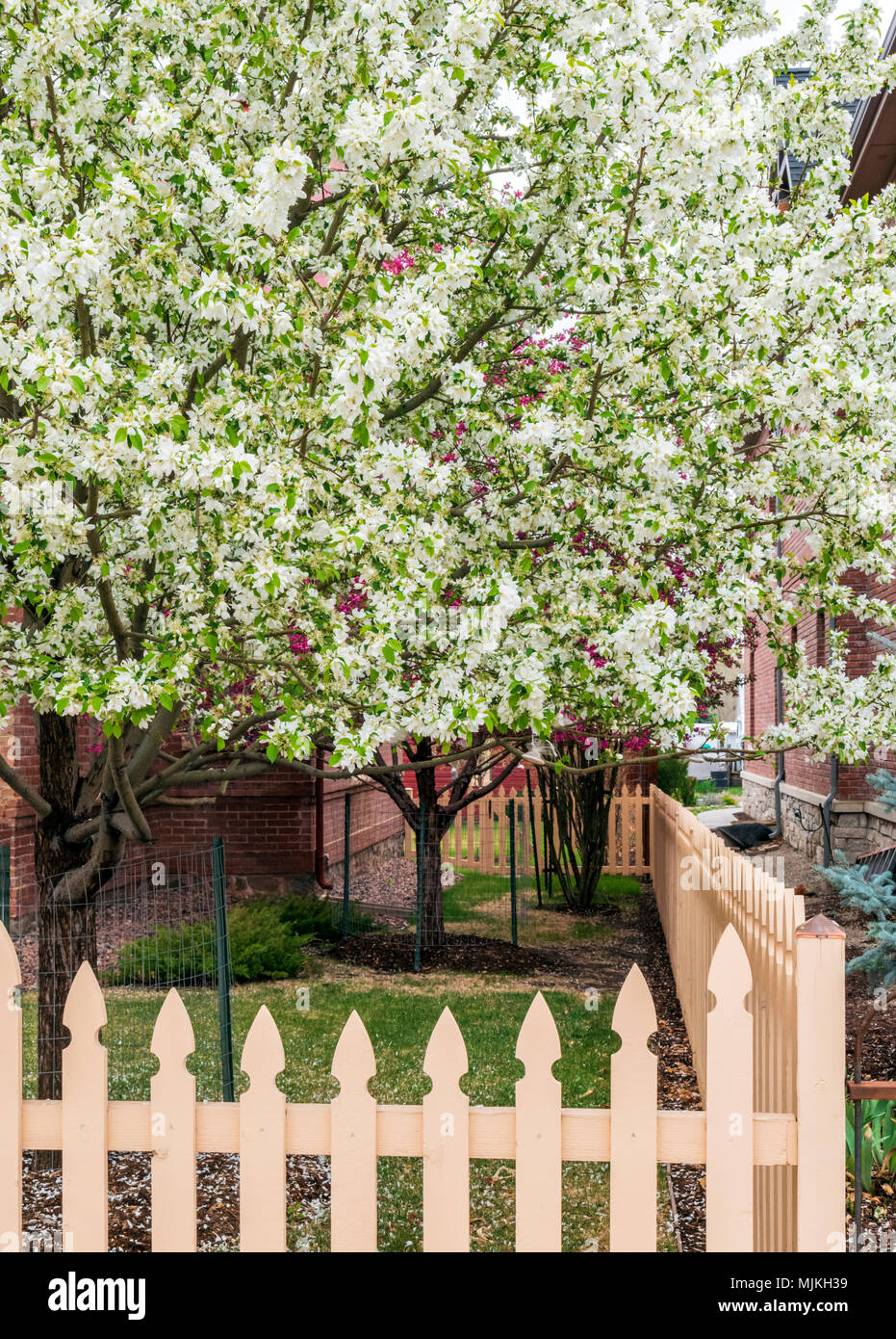 Asian pear tree en pleine floraison printanière blanc ; Salida, Colorado, USA Banque D'Images