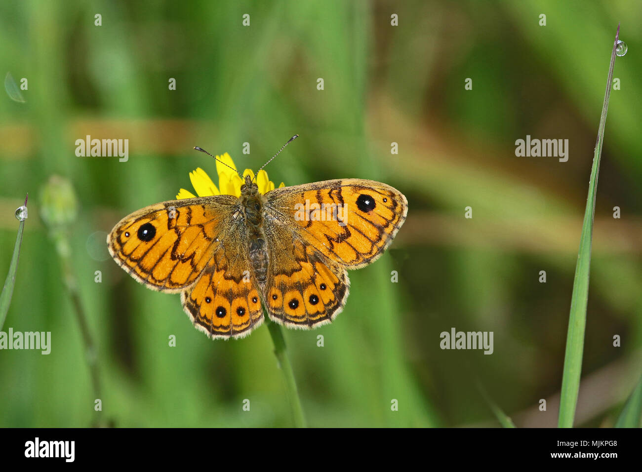 Wall brown butterfly nom Latin lasiommata megera nourrir en Italie Banque D'Images