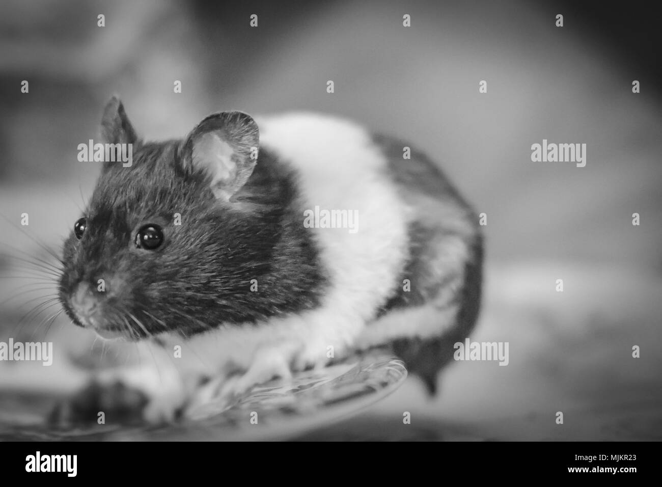 Hamster adultes vu posant pour l'appareil photo alors qu'elle est assise sur une assiette à dîner, juste après avoir mangé des petits pois. Banque D'Images