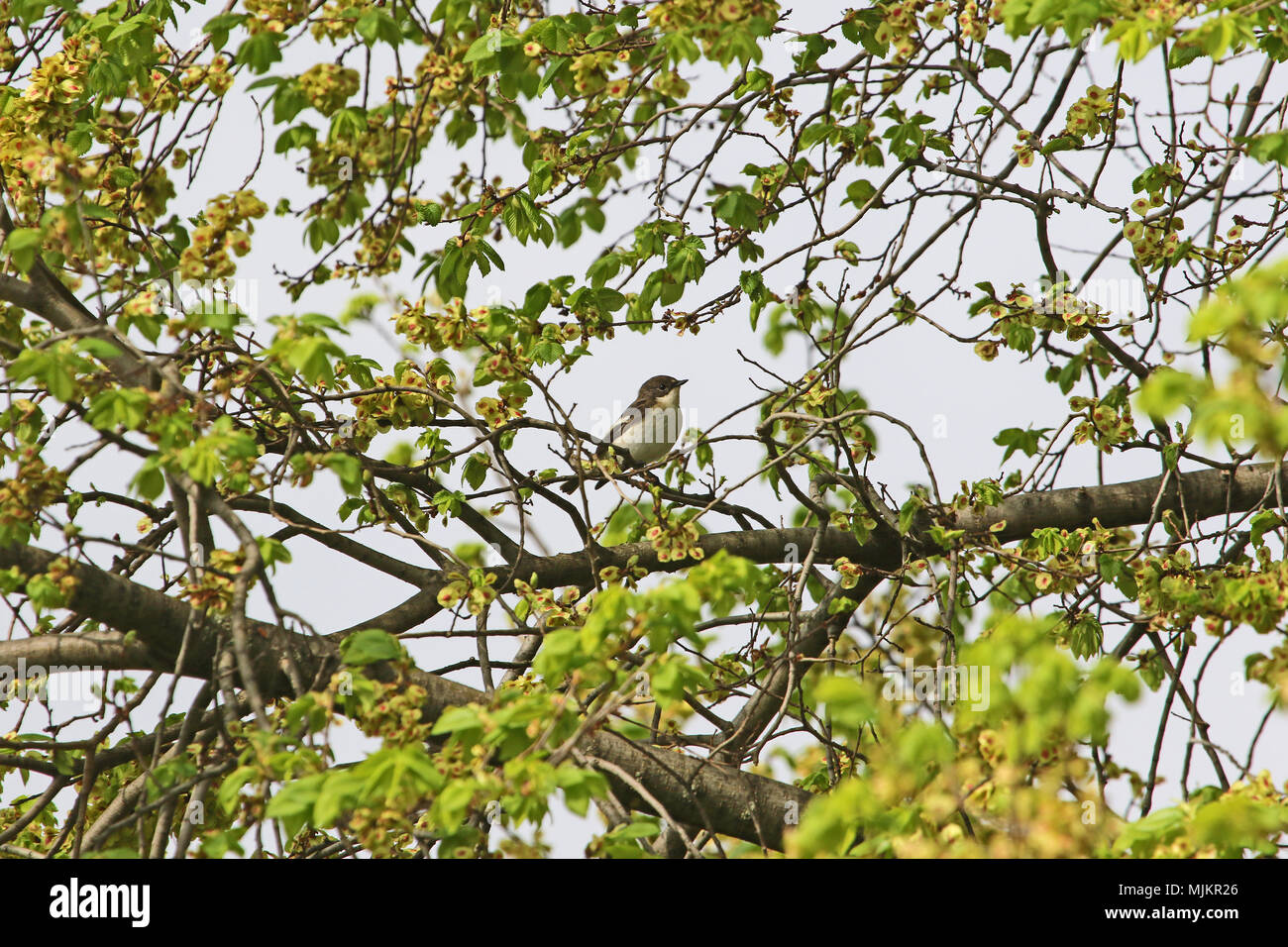 Le grèbe huppé ou semi-collier Ficedula hypoleuca gobemouche nom Latin ficedula semitorquata ou se nourrir dans un orme ou olmo en Italie centrale dans Banque D'Images