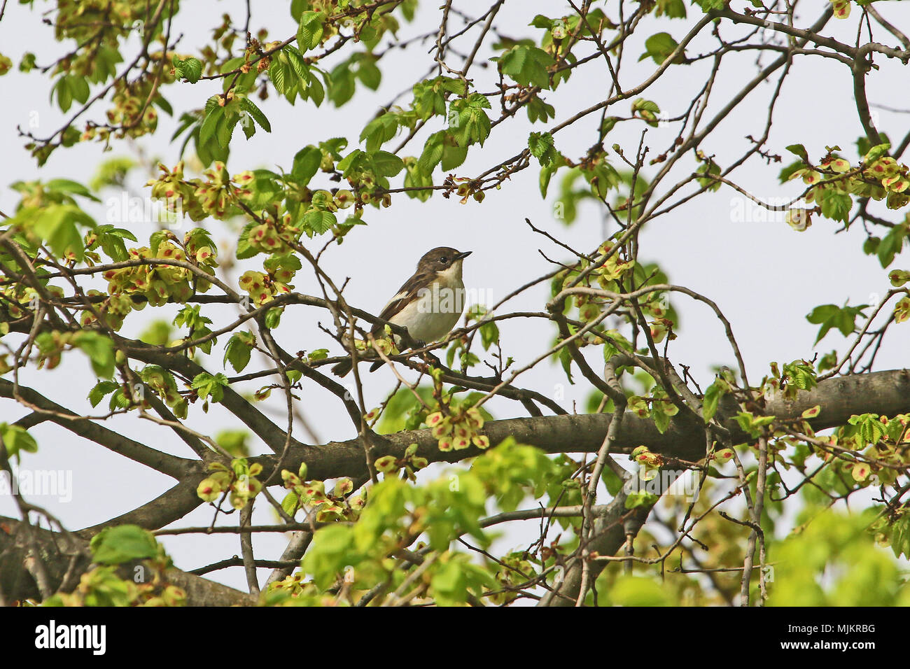 Le grèbe huppé ou semi-collier Ficedula hypoleuca gobemouche nom Latin ficedula semitorquata ou se nourrir dans un orme ou olmo en Italie centrale dans Banque D'Images