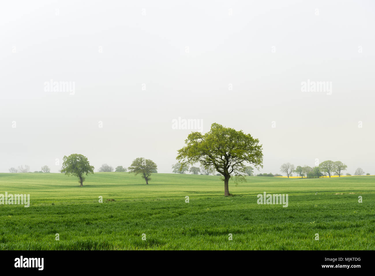 Brume le matin, de la communauté d'humide, paysage, Schwansen Schleswig-Holstein, Allemagne du Nord, en Europe Banque D'Images