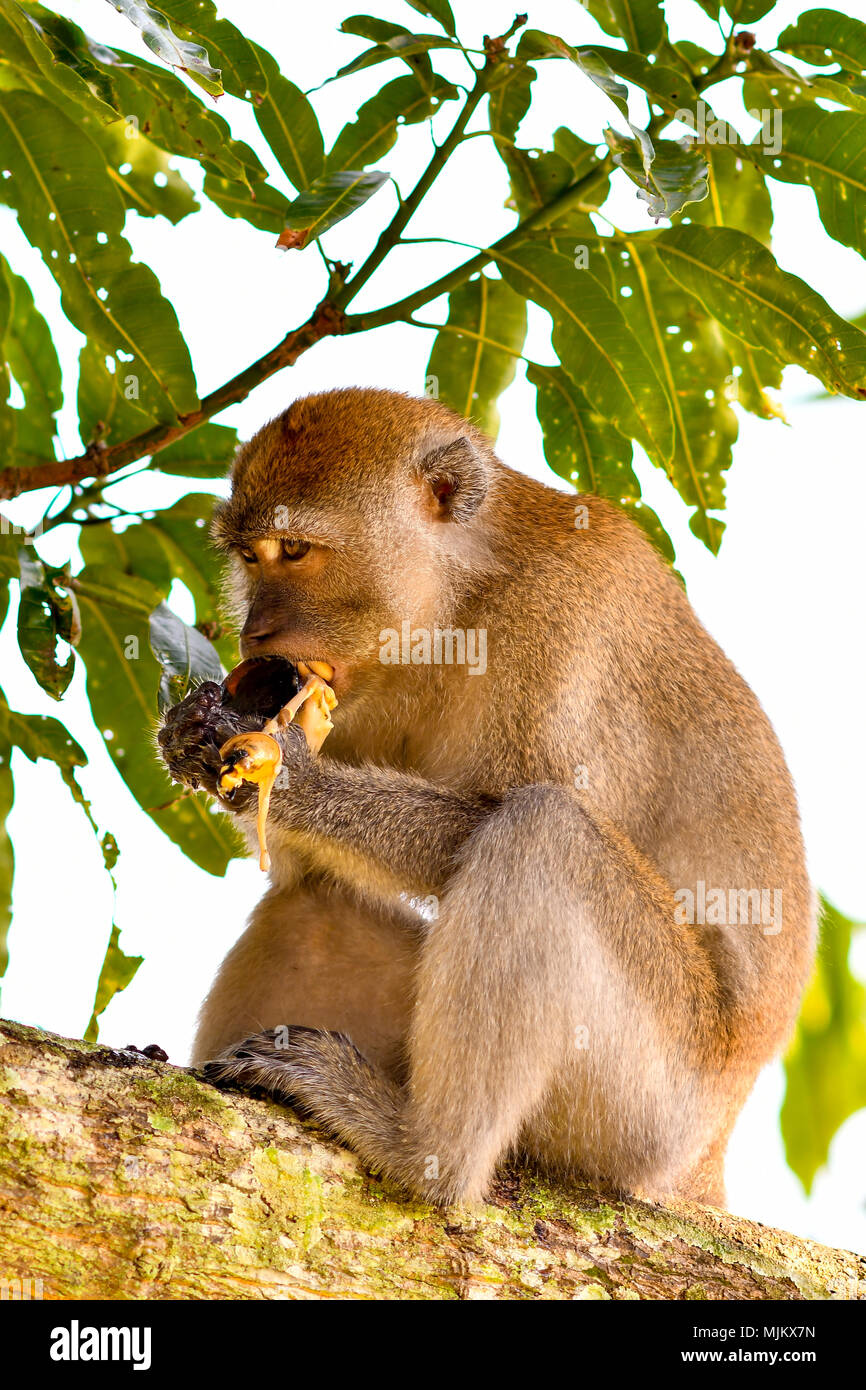 Drôles de macaques à longue queue Banque D'Images