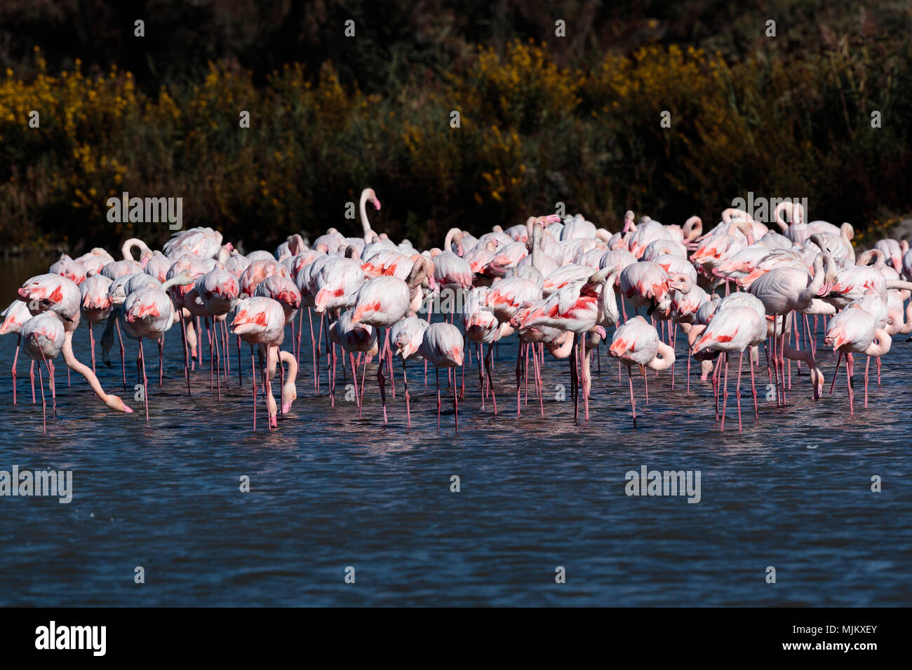 Plus de flamants roses en Camargue France alimentation Banque D'Images