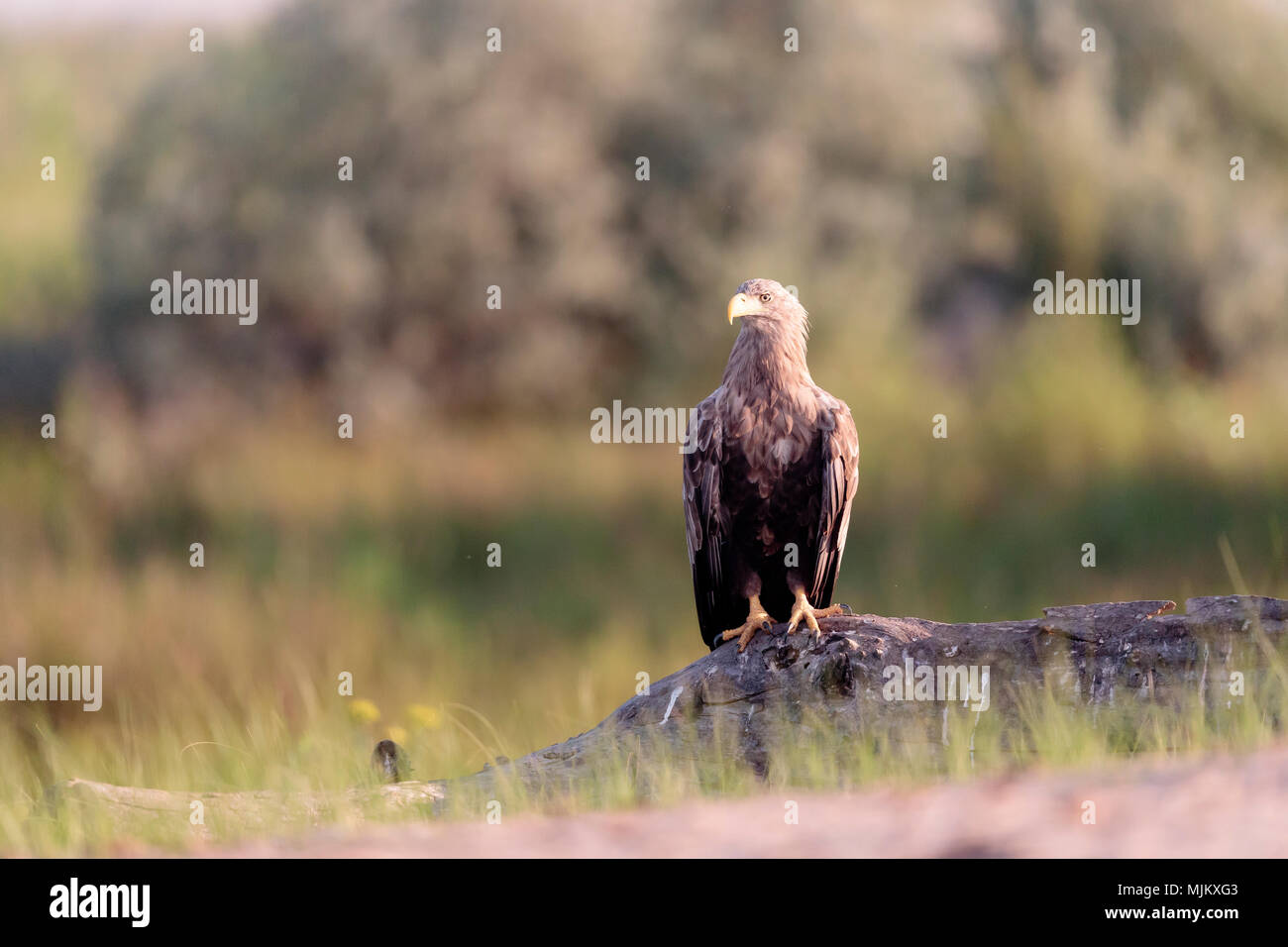 L'aigle de mer à queue blanche dans le Delta du Danube Roumanie Banque D'Images