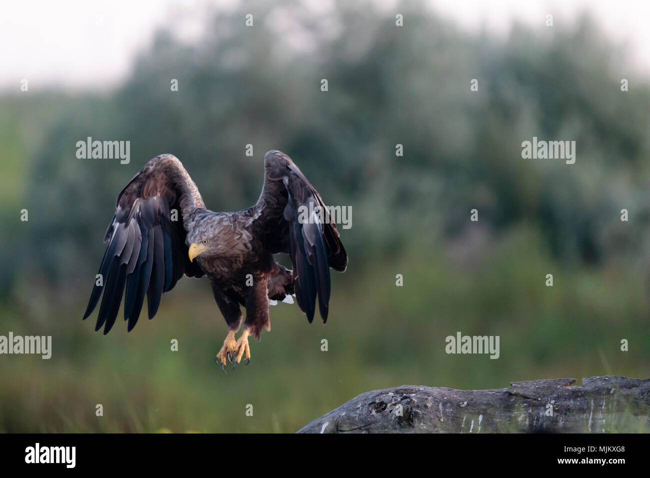 L'aigle de mer à queue blanche dans le Delta du Danube Roumanie Banque D'Images
