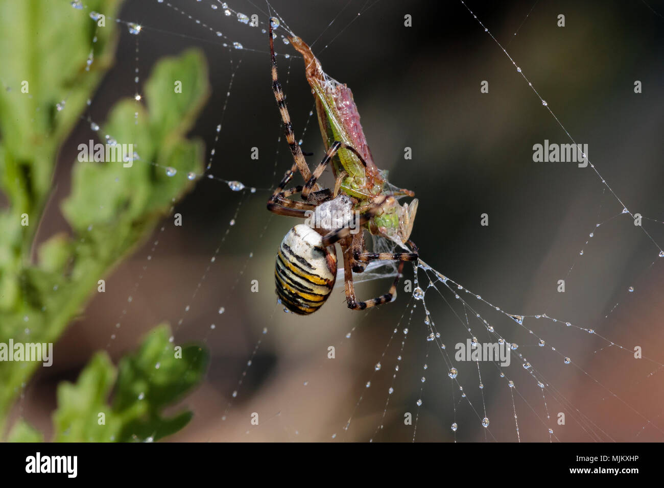 Spider Argiope bruennichi (WASP) avec des proies sauterelle Banque D'Images