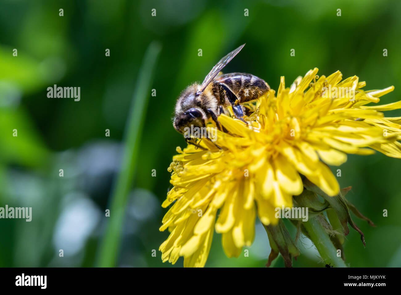 La collecte du pollen d'abeille de travail d'un pissenlit jaune. Close up macro-vision Banque D'Images