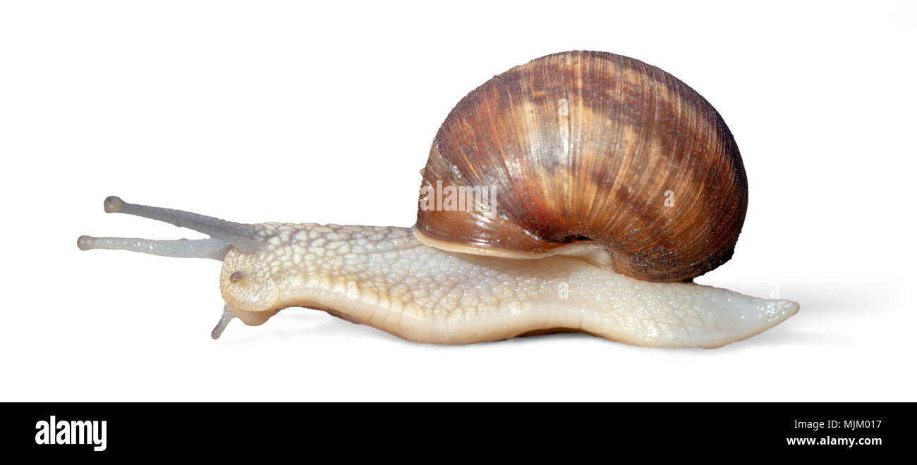 Grawling escargot isolé sur fond blanc, close-up vue côté macro Banque D'Images