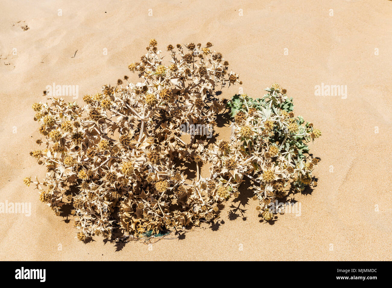 Plante épineuse dans une plage de la côte de la Sicile, Italie Banque D'Images