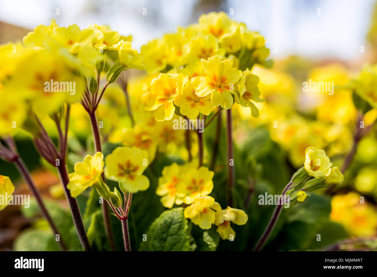 Belle Primula vulgaris fleurs fleurissent dans le soleil d'été et en cascade sur les rochers dans un jardin anglais au Royaume-Uni Banque D'Images