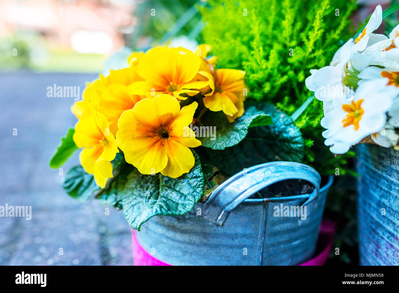 Belles fleurs de primevère jaune fleurs dans un pot de fleurs en acier galvanisé sur l'affichage à l'extérieur d'une maison de campagne traditionnelle en Angleterre, UK avec des conifères en t Banque D'Images