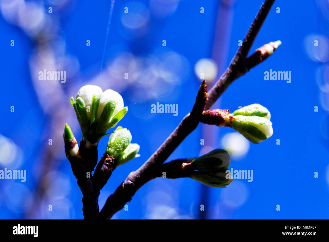 Soft focus de greengages prunes fleurs blanches s'épanouit avec l'arrière-plan flou - Prunus domestica italica, Rosaceae, Rosales Banque D'Images