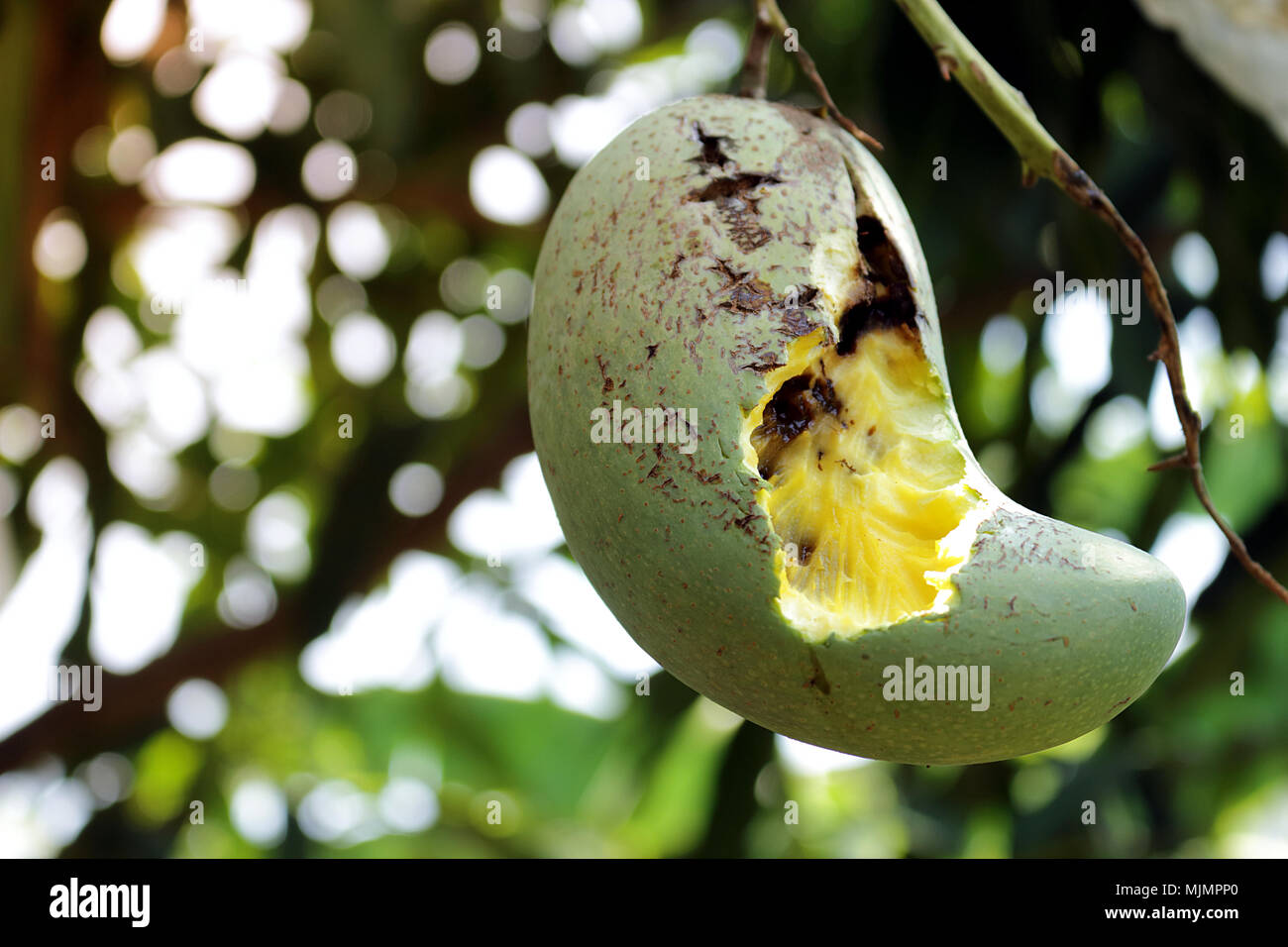 Khiaosawoey la mangue est mangé et mordu par les écureuils, qui sur son arbre. Banque D'Images
