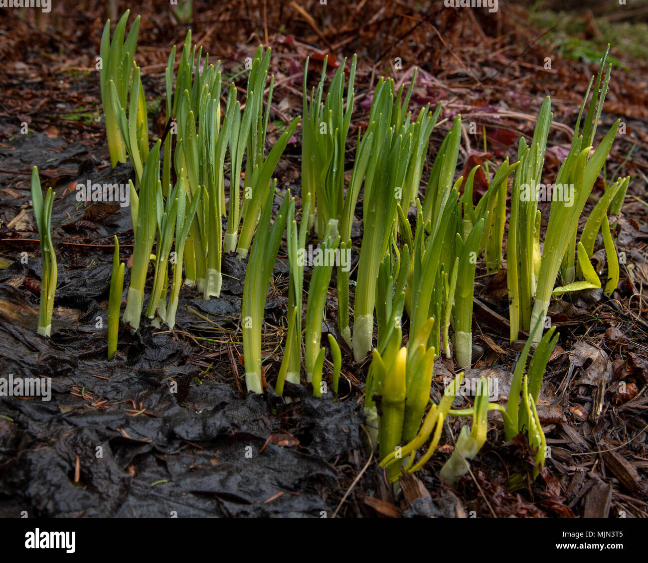 Les jonquilles la germination après un long hiver Banque D'Images