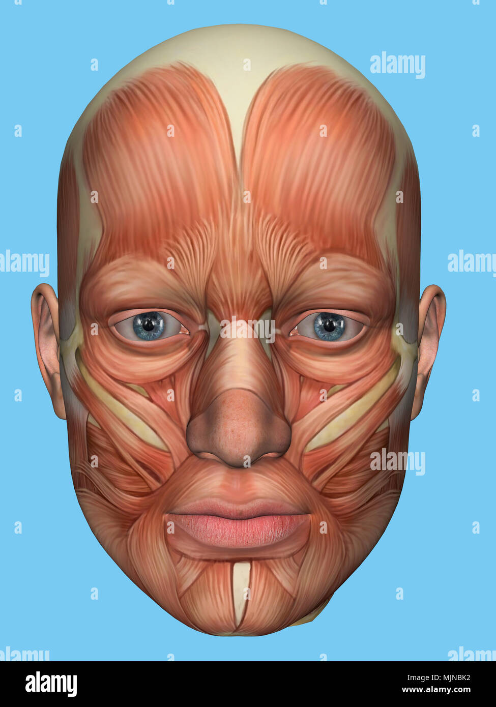 Anatomie vue avant de grands muscles visage d'un homme. Banque D'Images