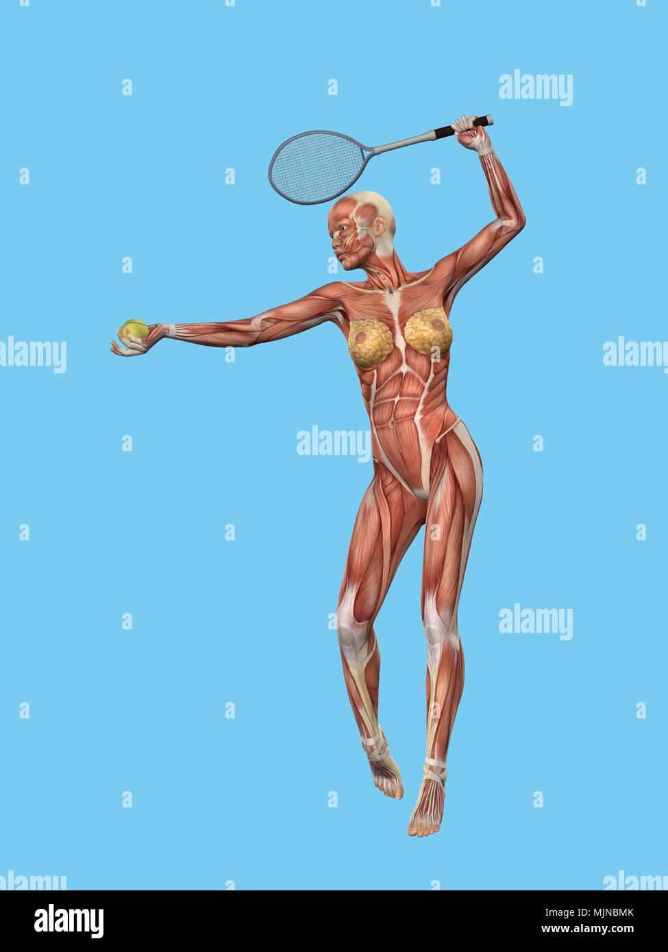 Anatomie de la femme jouant au tennis. Banque D'Images